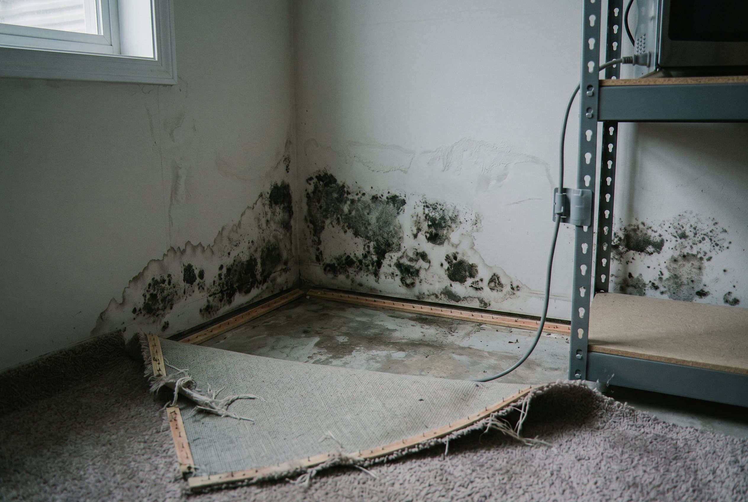 Mold growth on basement wall and structural framing